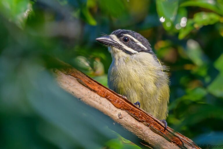 Yellow-rumped Tinkerbird_South Africa-3