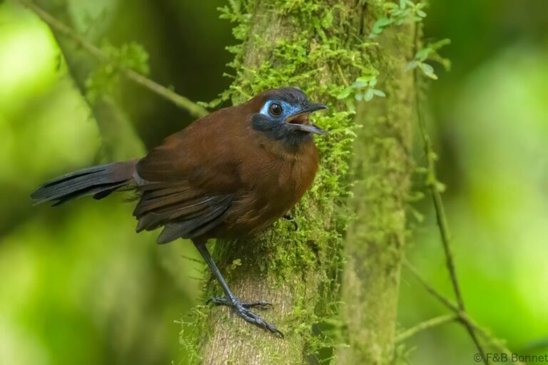 Zeledon's Antbird_Ecuador-1