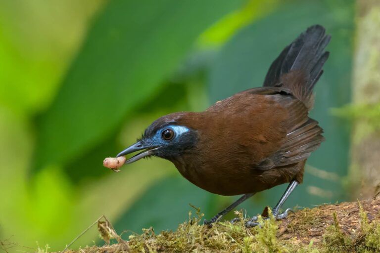 Zeledon's Antbird_Ecuador-2