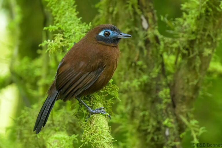 Zeledon's Antbird_Ecuador-3