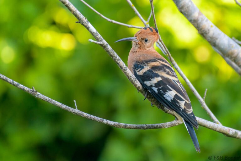 African Hoopoe_South Africa-1