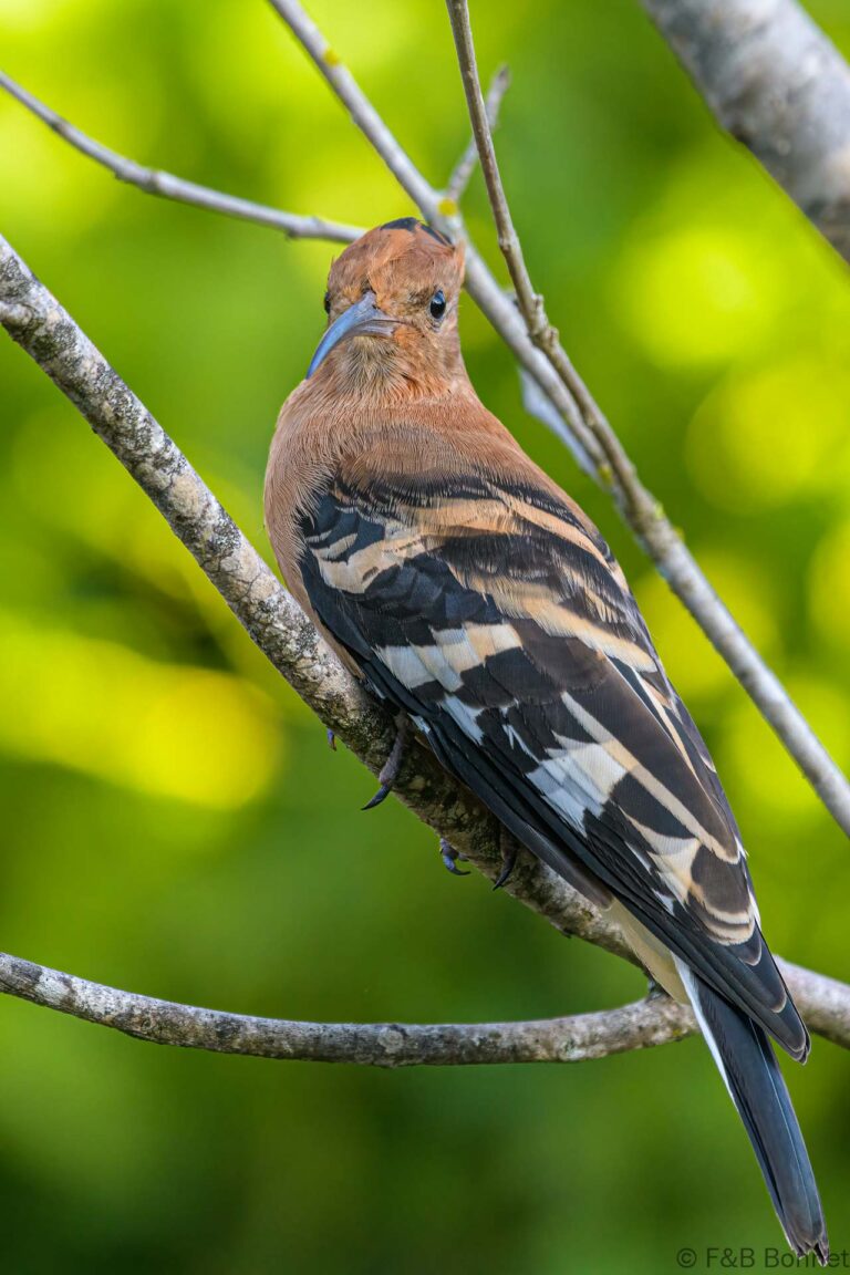 African Hoopoe_South Africa-2