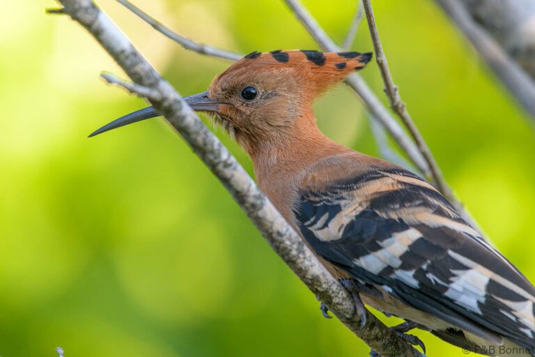 African Hoopoe_South Africa-3