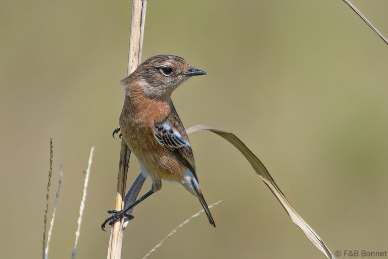African Stonechat_South Africa-1