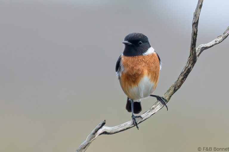 African Stonechat_South Africa-2