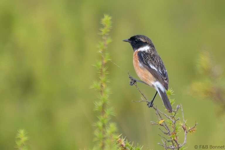 African Stonechat_South Africa-3