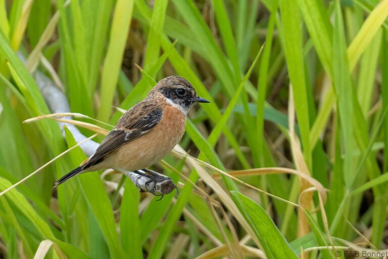 Amur Stonechat_Thailand-2