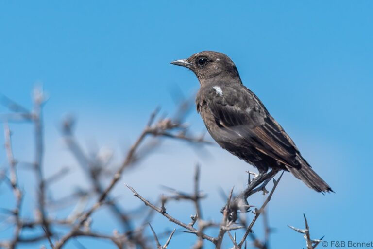 Ant-eating Chat_Botswana-1