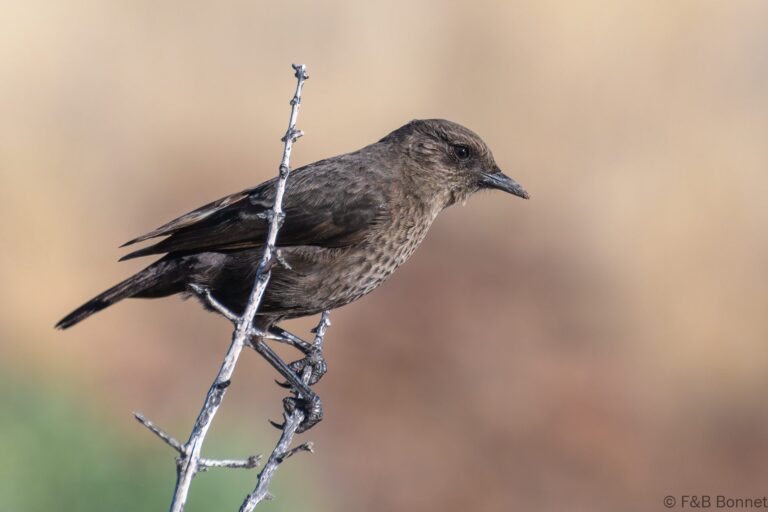 Ant-eating Chat_South Africa-1