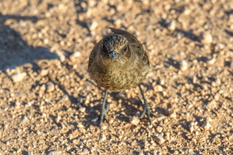 Ant-eating Chat_South Africa-2