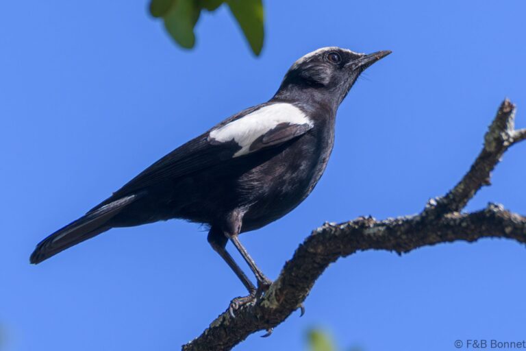 Arnot's Chat_South Africa-2