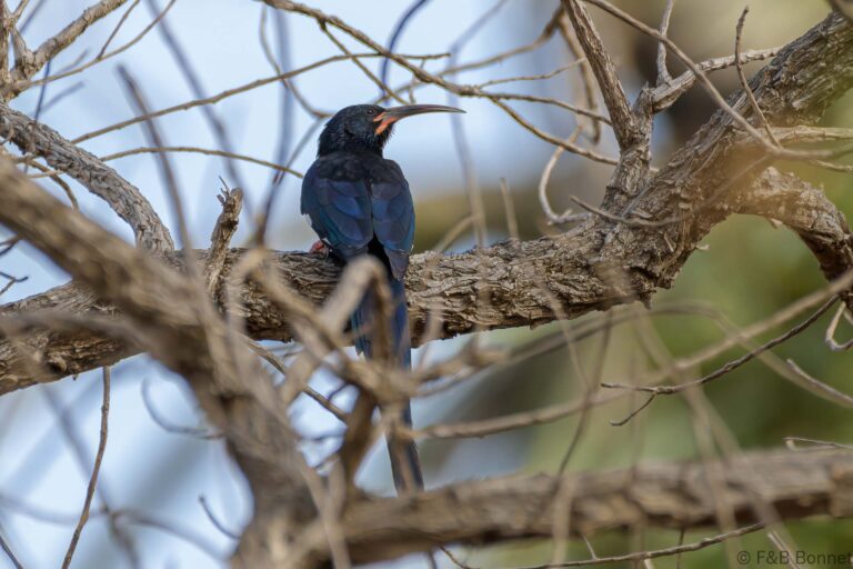 Black Scimitarbill_Senegal-1