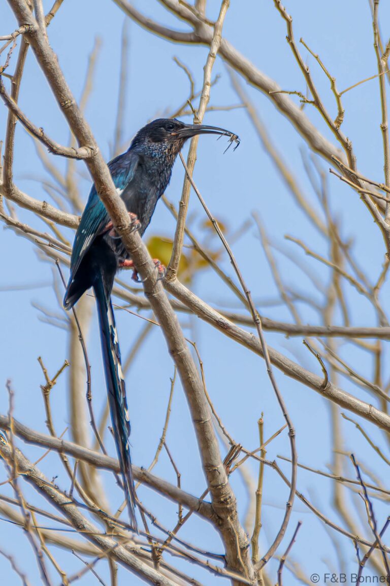 Black Scimitarbill_Senegal-2