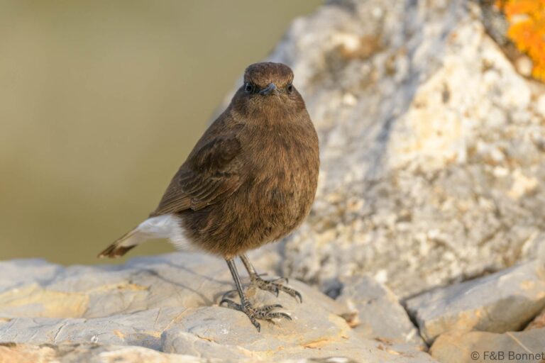Black Wheatear_Spain-1