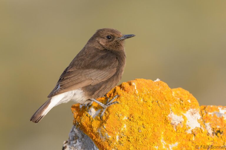 Black Wheatear_Spain-2