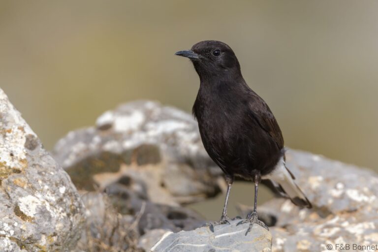 Black Wheatear_Spain-3