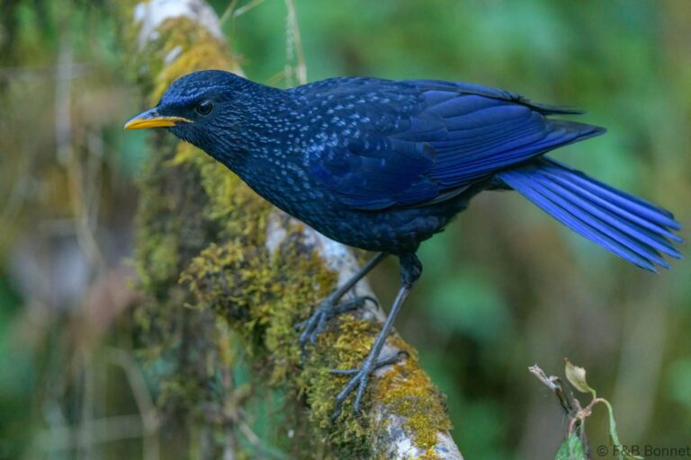 Blue Whistling Thrush_Thailand-1