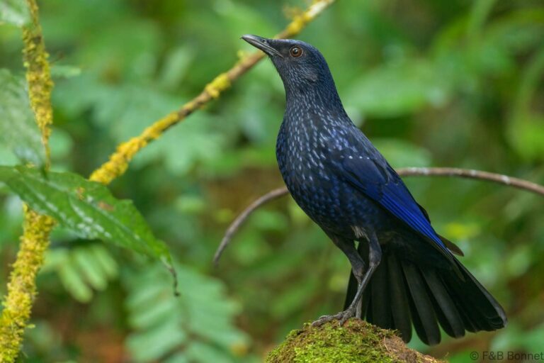 Blue Whistling Thrush_Thailand-2