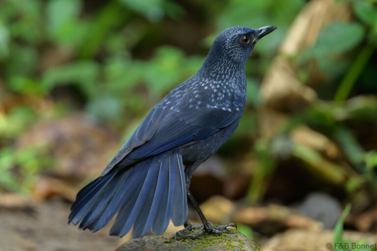 Blue Whistling Thrush_Thailand-3