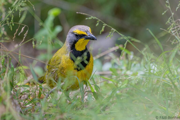 Bokmakierie_South Africa-1