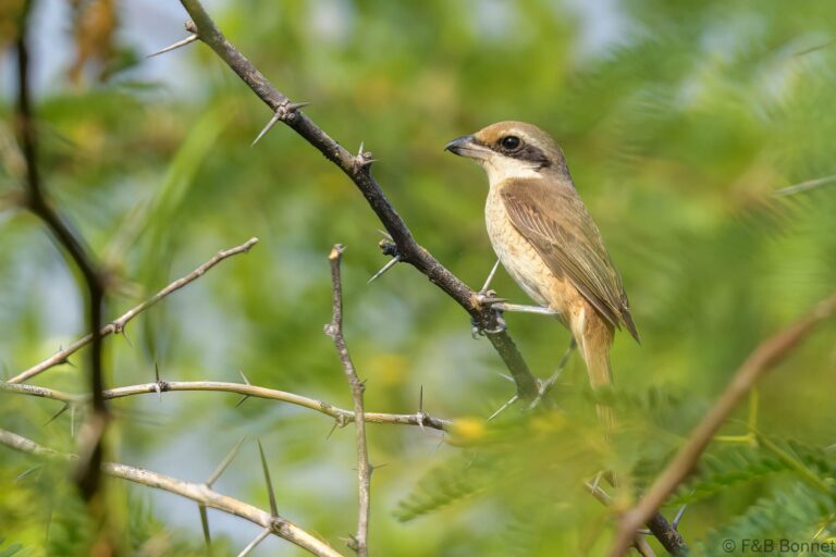 Brown Shrike_Thailand-2