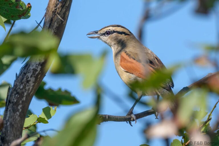 Brown-crowned Tchagra_South Africa-1