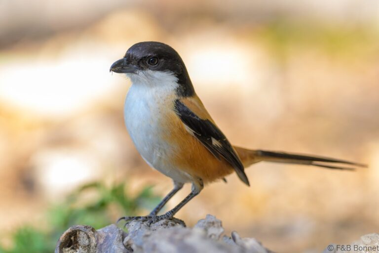 Burmese Shrike_China-1