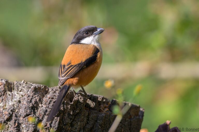 Burmese Shrike_China-3