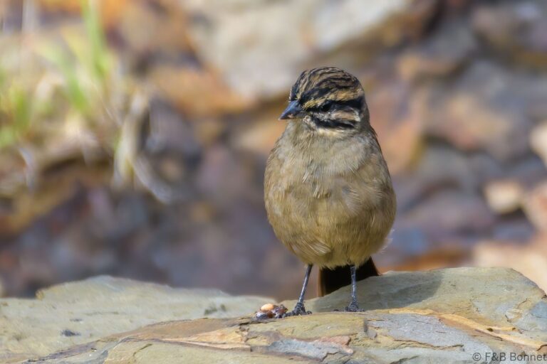 Cape Bunting_South Africa-2