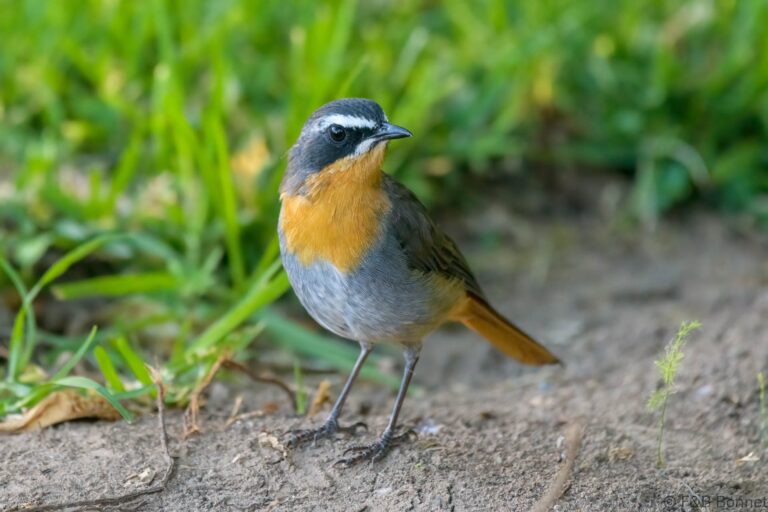 Cape Robin-Chat_South Africa-1
