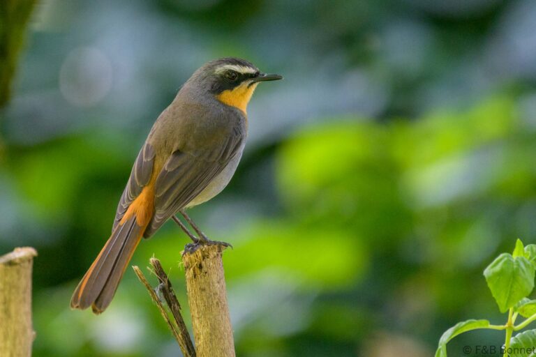 Cape Robin-Chat_South Africa-2