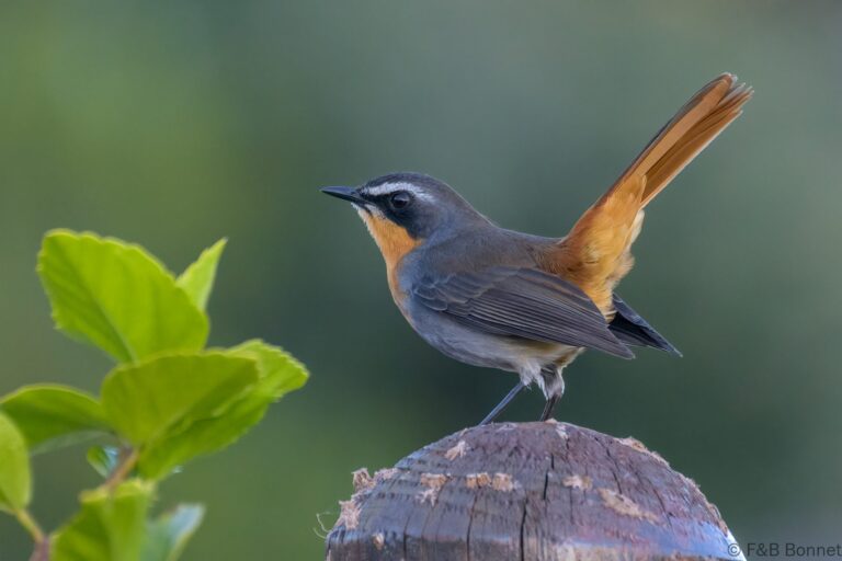 Cape Robin-Chat_South Africa-3