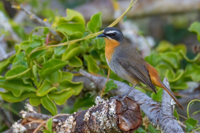 Cape Robin-Chat_South Africa-4