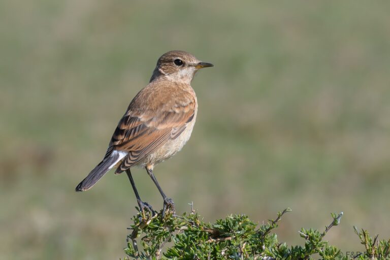 Capped Wheatear_South Africa-2