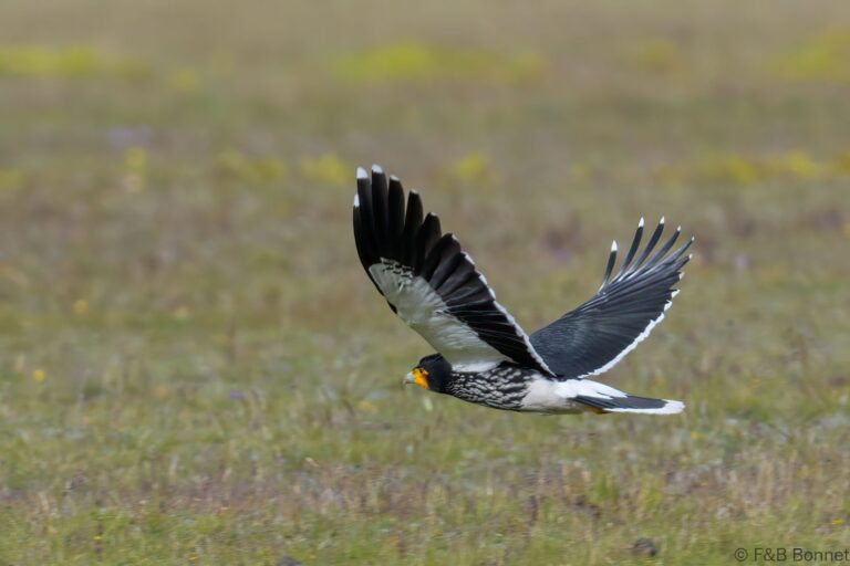Carunculated Caracara_Ecuador-1