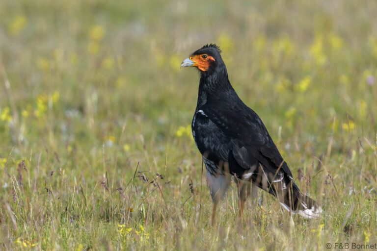 Carunculated Caracara_Ecuador-2