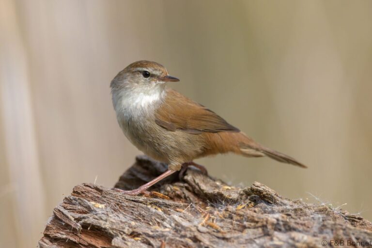 Cetti's Warbler_Spain-1