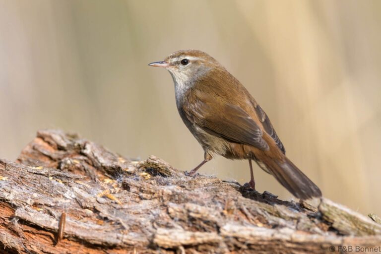 Cetti's Warbler_Spain-3