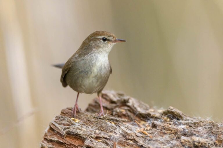 Cetti's Warbler_Spain-4