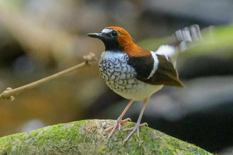 Chestnut-naped Forktail_Thailand-1
