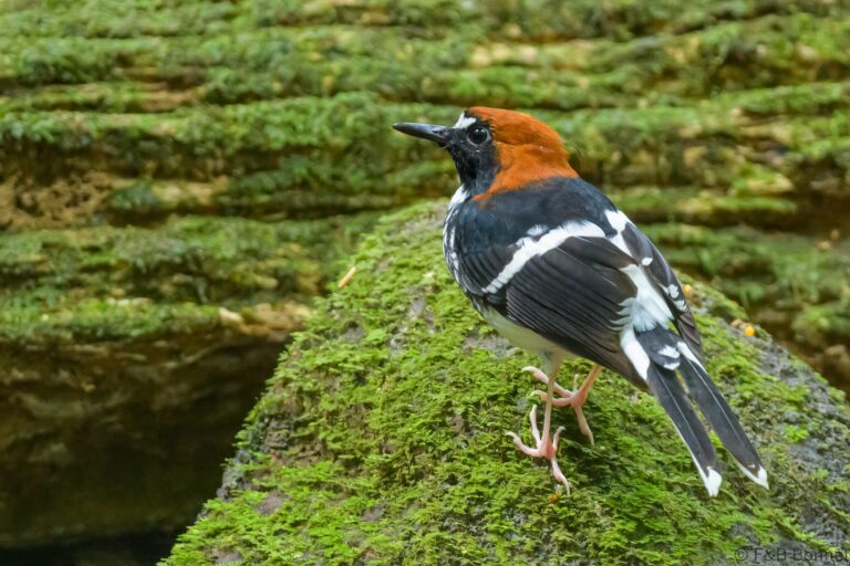 Chestnut-naped Forktail_Thailand-2