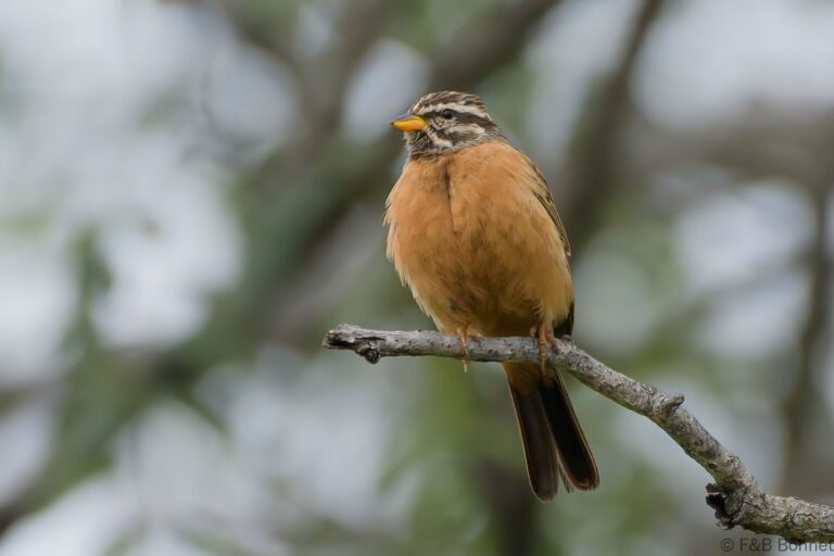 Cinnamon-breasted Bunting_South Africa-4