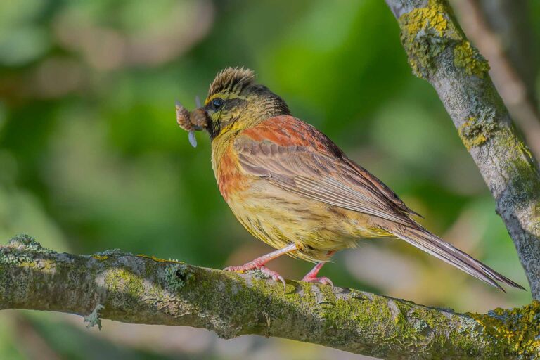 Cirl Bunting_France-3