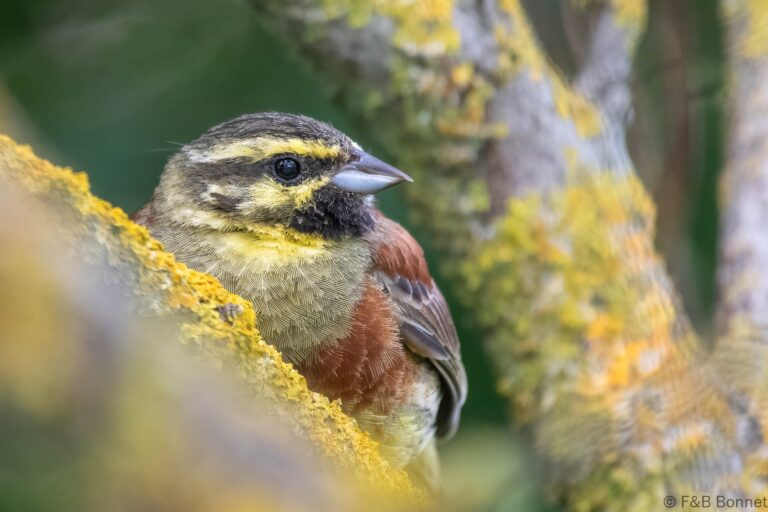 Cirl Bunting_France-5