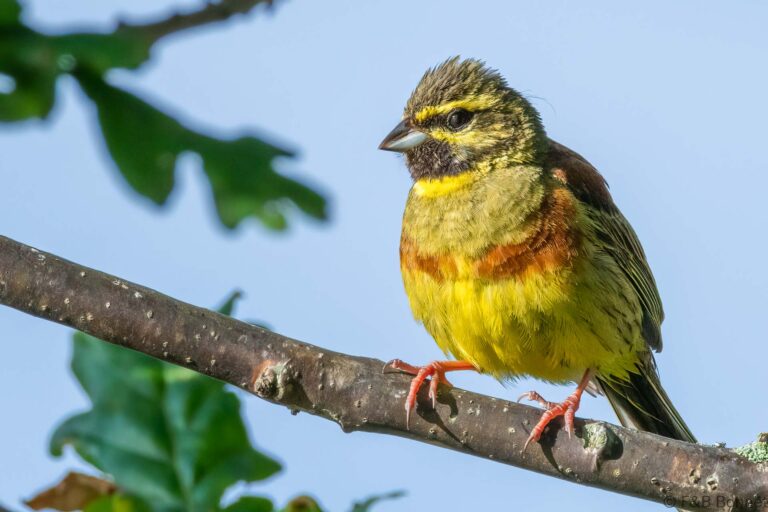 Cirl Bunting_France-6