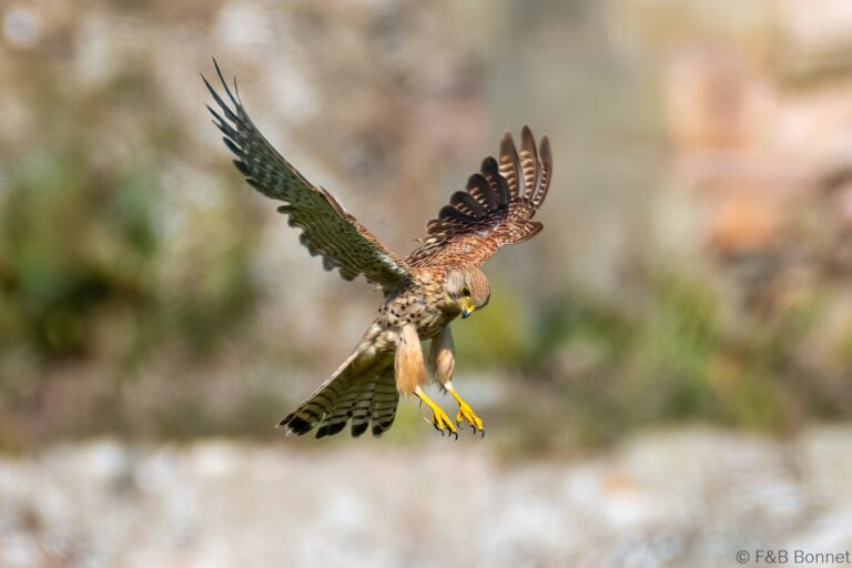 Common Kestrel_France-1