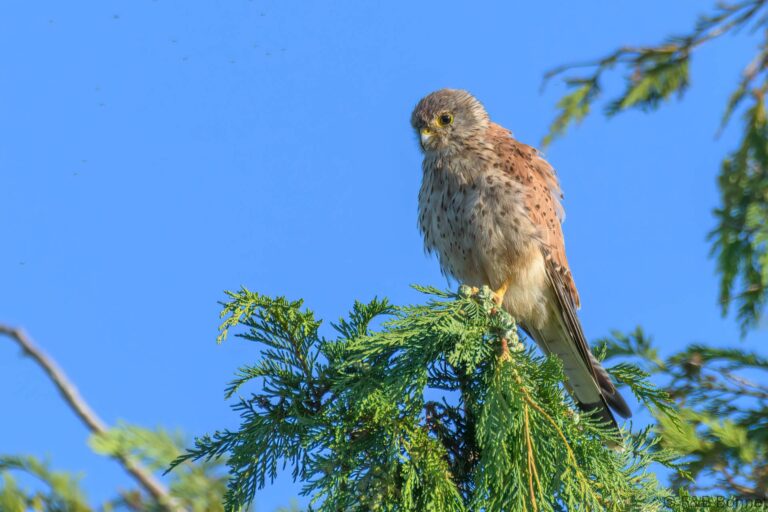 Common Kestrel_France-3
