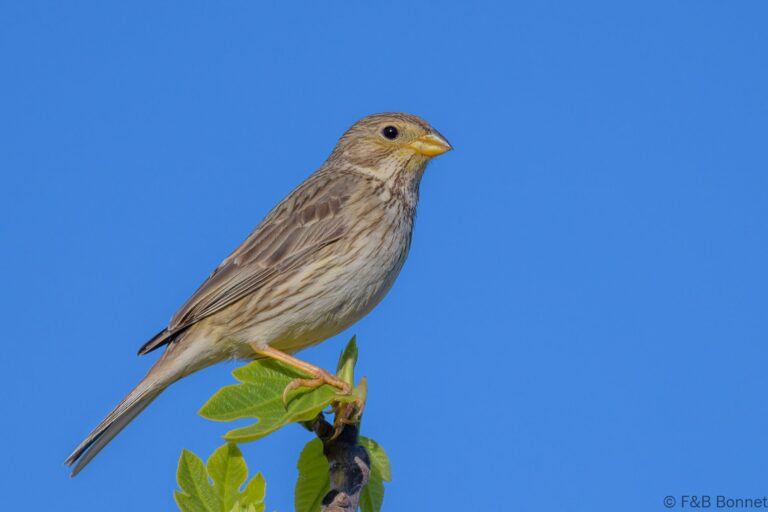 Corn Bunting_Spain-3