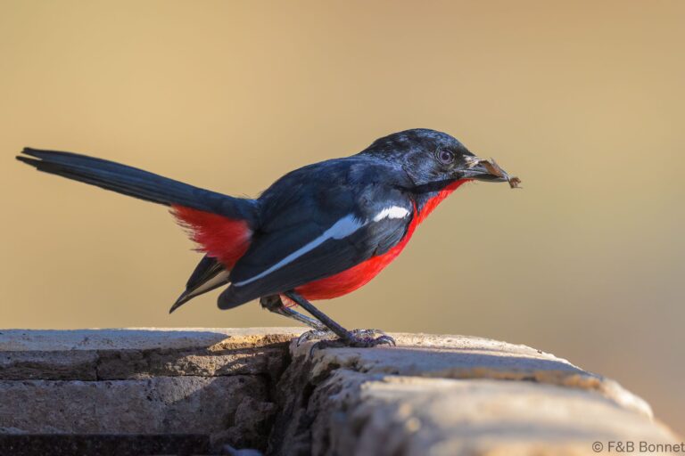 Crimson-breasted shrike south africa 5