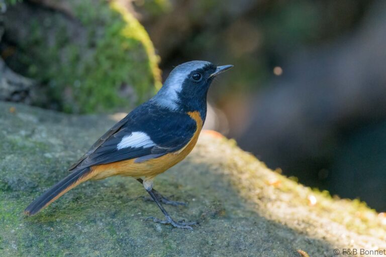 Daurian Redstart_Thailand-1